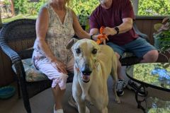 1_Boomer-adoption