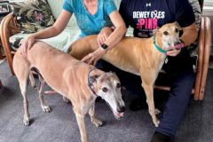 Dolly-adoption