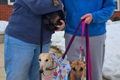 JS-Hey-Jude-adoption