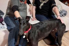 Rocky-adoption-photo