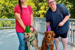 arrow-adoption