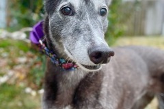 Bella