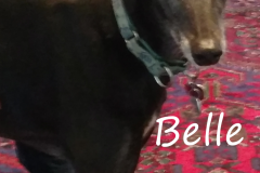 Belle-2018-partial-2.jpg