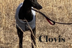 Clovis