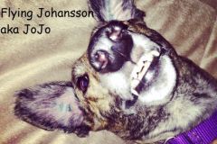 JoJo