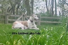 Lily