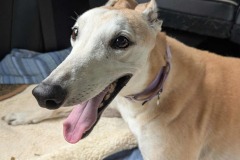 Loose-Change-aka-Lucy