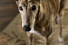 Molly-aka-Karens-Joy