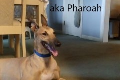Pharoah