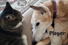 Player