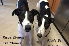 Rics-Bell-Ricos-Chance-Latour