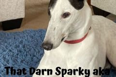 Sparky