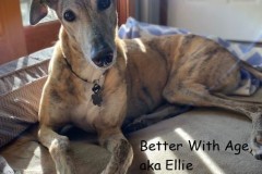 ellie-small