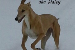 haley