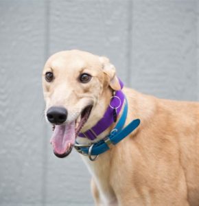 Floyd B – Greyhound Pet Adoptions Of Delaware