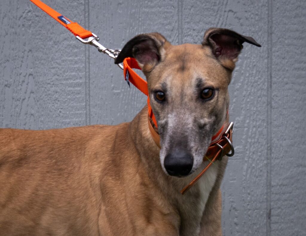 FF Naples – Greyhound Pet Adoptions Of Delaware