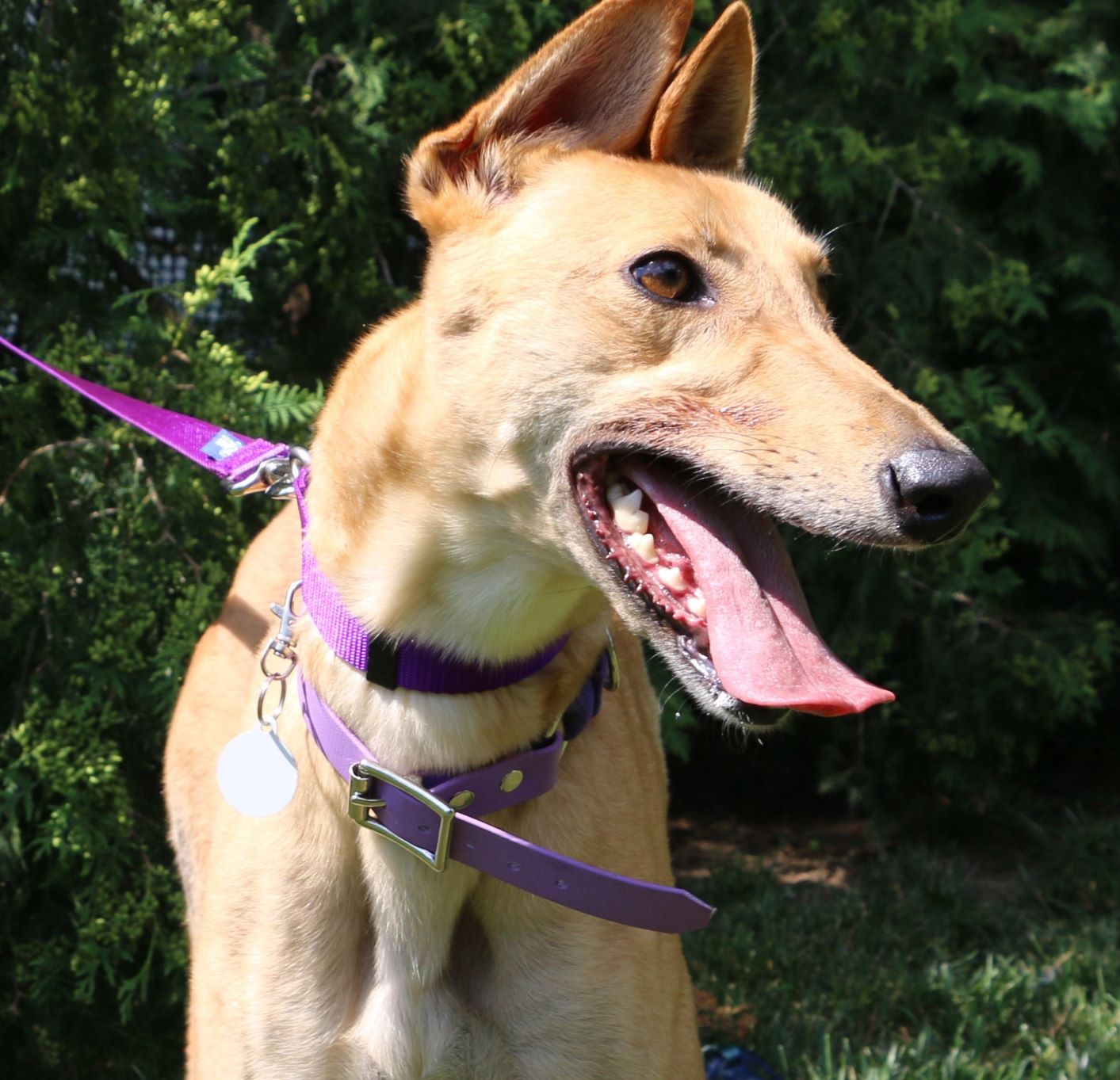 Del – Greyhound Pet Adoptions Of Delaware